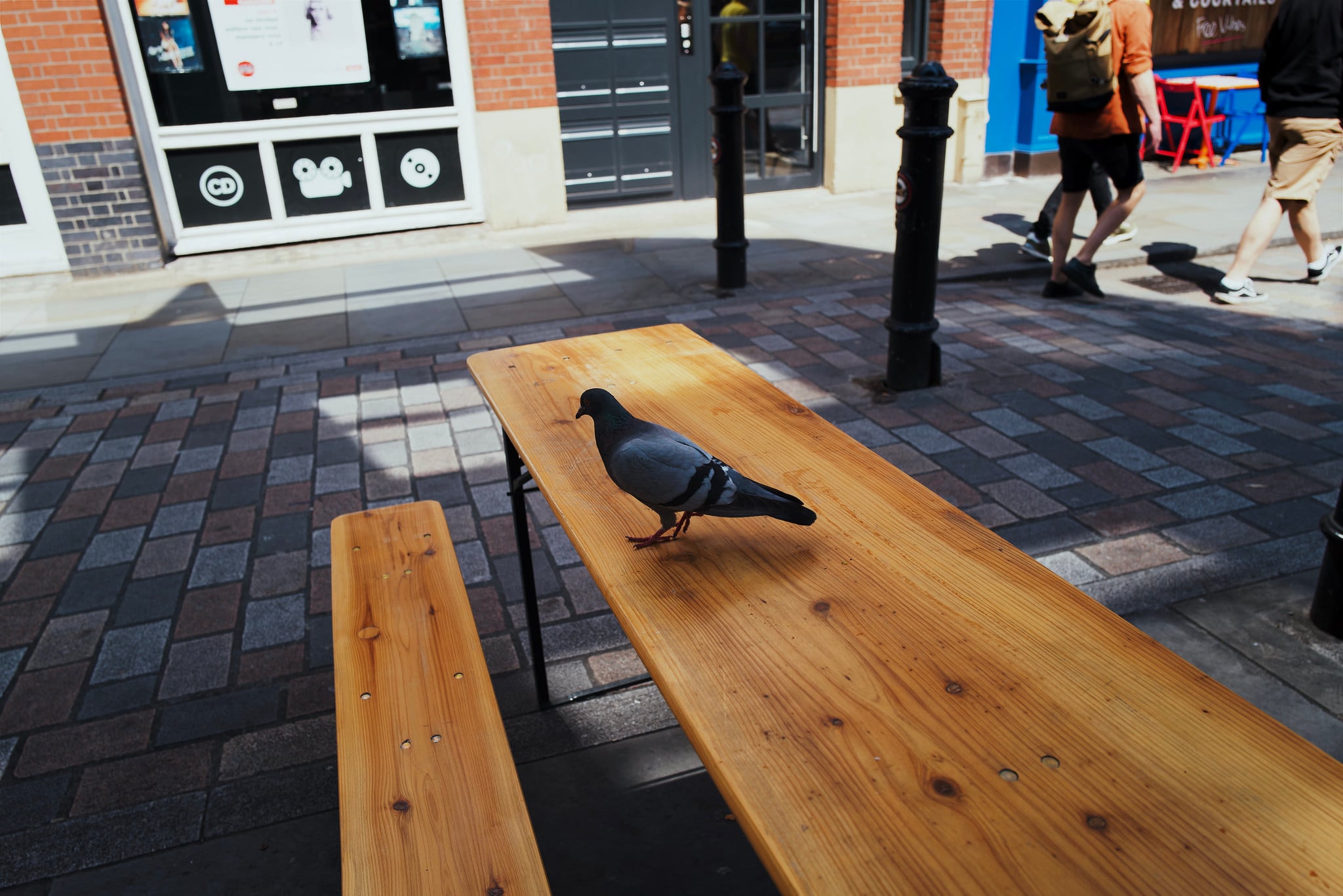 Pigeon Table