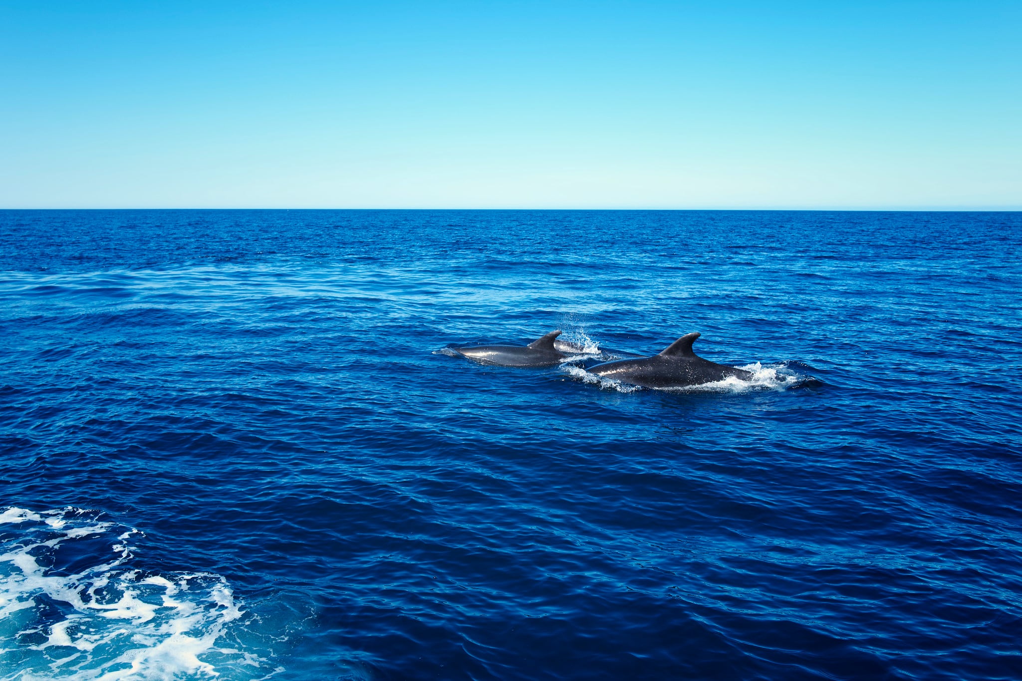 Dolphins